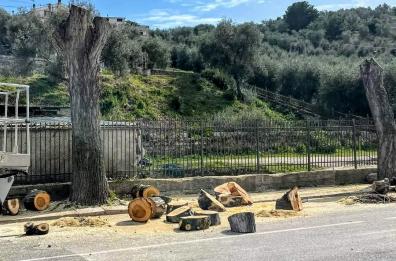 Abbattimento illegale di alberi, la denuncia in provincia di Foggia