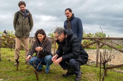 Copertino: potatura del «Vigneto sul Castello» con Celeste Casciaro