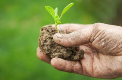 Basilicata, 150 mila ettari coltivati con metodi biologici
