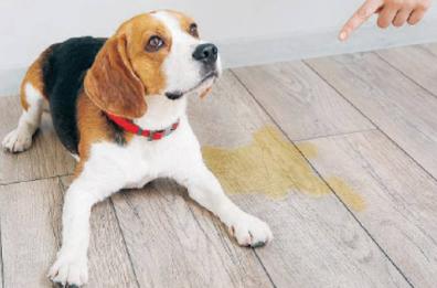 Se il cane fa la pipì in casa sta «parlando» alla famiglia