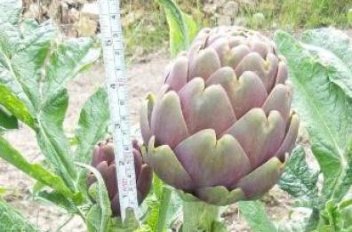 Esperti da tutto il mondo in Puglia, per il simposio sul carciofo