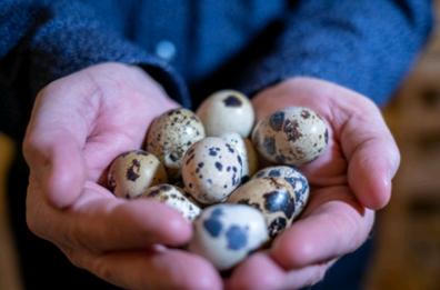 Ecco le uova di quaglia, «superfood» salentino
