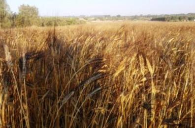 Effetto guerra: dal grano al pane prezzi sino a 19 volte in più