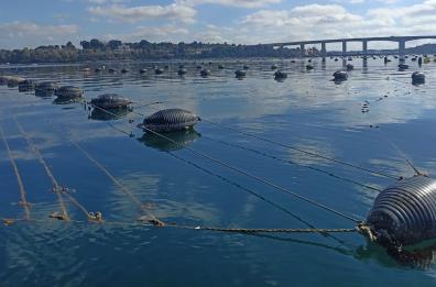 «Rincari effetto della guerra e pratiche illegali del mercato»: Sos mitilicoltura a Taranto
