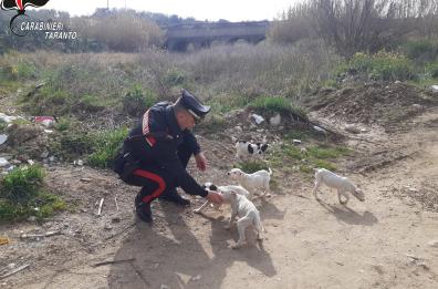 Palagianello: ritrovati 5 cuccioli di cane abbandonati