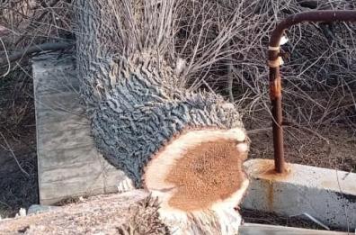 Melendugno: sei alberi vandalizzati nella marina di Sant'Andrea