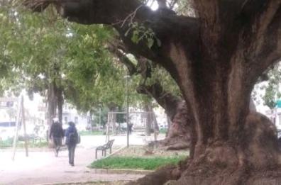 Quei giganti verdi  padri della città
