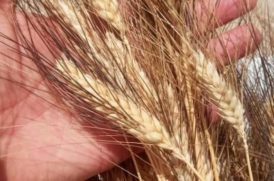 Pomarico, il paese che rievoca il miracolo del grano punta sulla filiera cerealicola