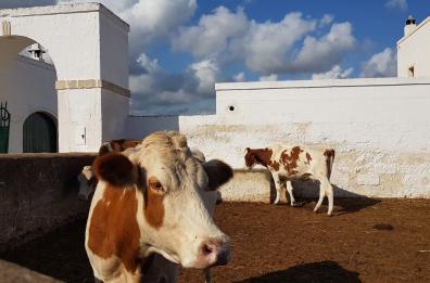 La Coldiretti: «120 stalle chiuse in Puglia nel 2021, occorre attivare la misura 21 per salvare le fattorie»