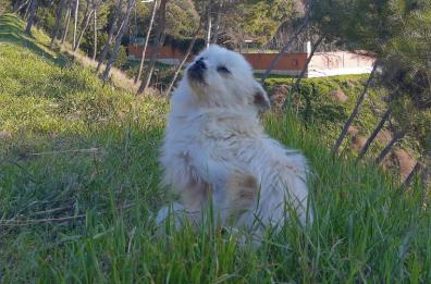 A Lucera la storia di una cagnolina abbandonata e dei suoi «angeli» della Protezione Animali