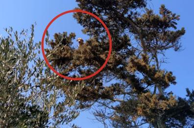 Lecce, cane insegue gatto e si ritrovano entrambi bloccati in cima a un albero: salvati dai Vigili del Fuoco
