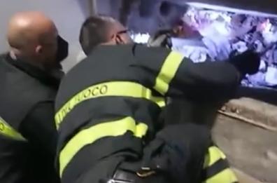 S.M di Leuca, gattini precipitano in un canale di scolo: salvati dai vigili del fuoco