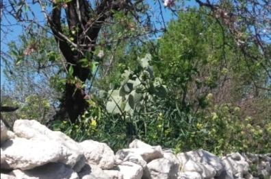 Se i muretti a secco potessero cantare