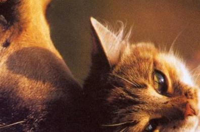 Animali domestici: cremazione o no? Il calvario dell’addio