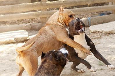 Combattimenti tra cani e scommesse illegali in Sicilia, gli animali arrivavano dalla Bat