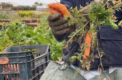 Muffa delle carote a Margherita di Savoia, salgono i costi, ricavi al palo