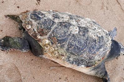 Taranto, la tartaruga centenaria uccisa dalla plastica dei mercantili russi