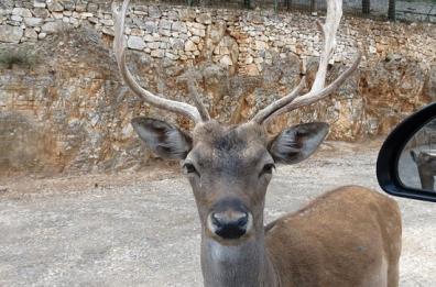 Fasano, dieci daini in fuga dallo zoo Safari: ritrovati i primi sette LE FOTO