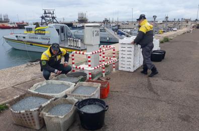 Taranto, sequestrata una tonnellata di novellame: sanzioni per 50mila euro
