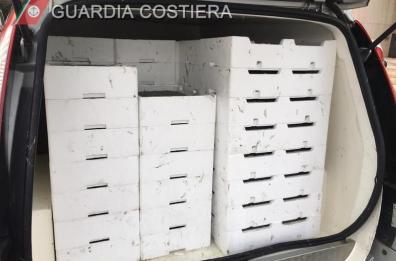Taranto, Guardia Costiera sequestra oltre 7 quintali di «bianchetto»