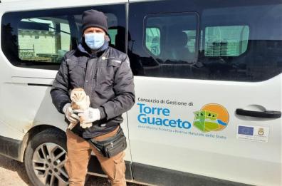 Carovigno, un barbagianni salvato dai volontari di Torre Guaceto