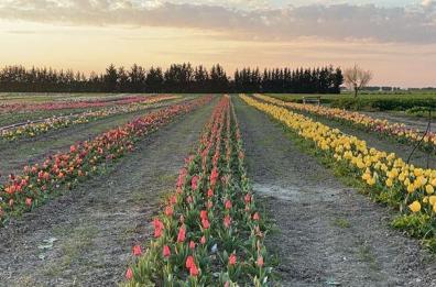 Un campo con centomila tulipani, in Puglia come se fosse l'Olanda