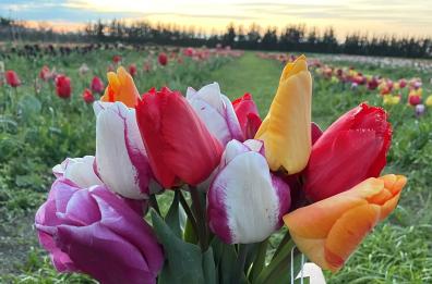 Nei campi di Lagopesole un pizzico colorato di Olanda dove raccogliere i tulipani