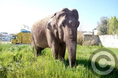 Bari, un elefante va a spasso vicino la Pineta San Francesco 