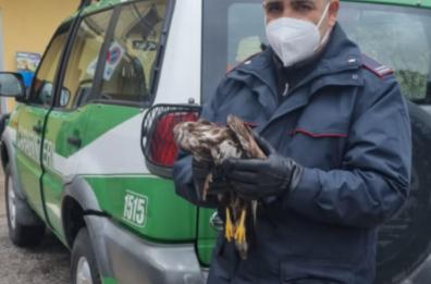Poiana investita da auto nel Potentino, recuperata dai cc forestali