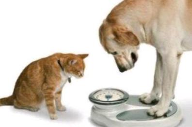 Cani e gatti: l’obesità non solo per il cibo
