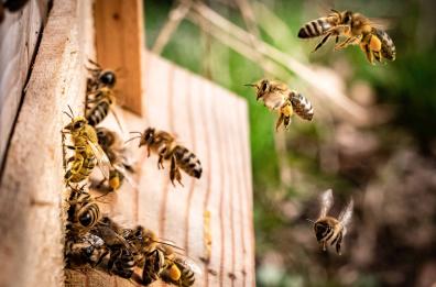 «L'oasi dei giovani», il progetto di Cose non Cose e 3Bee per la salvaguardia delle api
