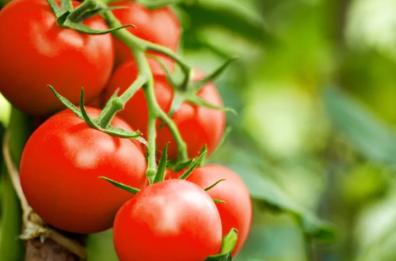 Le delizie di Puglia: «Orto del Paradiso»