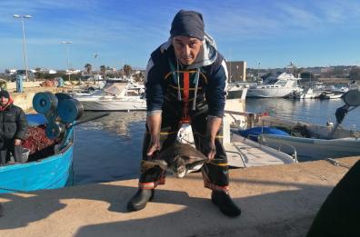 Salento, sos in mare: i pescatori salvano una rara tartaruga verde