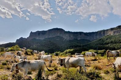 Il viaggio dei pastori si ripete lento in Basilicata: ecco la transumanza