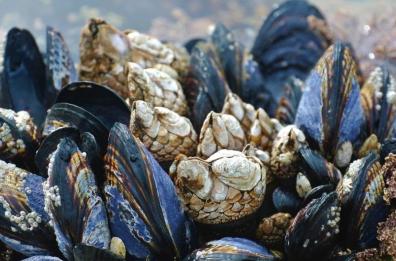 Tagliare l’Iva delle ostriche dal 22 al 10%? Allevatore di Varano: «Oggi 1 kg di vongole costa più dei frutti di mare di pregio»