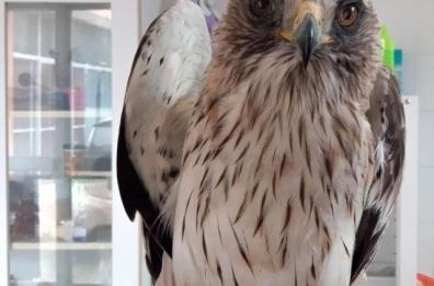Morciano di Leuca, aquila ferita da un colpo di fucile: rimarrà cieca per la vita