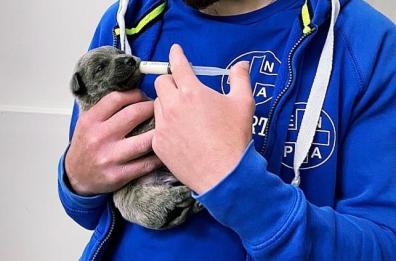Foggia, cuccioli chiusi in un sacchetto della spazzatura e abbandonati