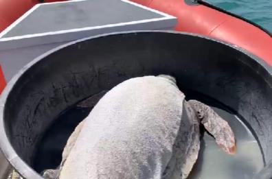 Pulizia porto di Bari: liberate due tartarughe caretta caretta