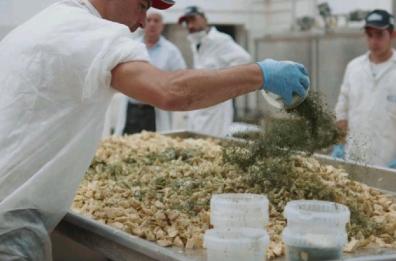 Foggia, obbligati al lavoro nei festivi quasi tutti i lavoratori agricoli