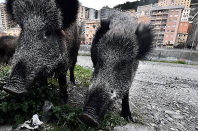 Peste suina africana: un caso a Roma e 3 tra Piemonte e Liguria
