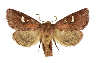 Scoperta nuova specie di falena, è anche nei boschi della Basilicata
