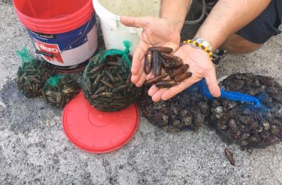Taranto, per raccogliere i datteri di mare fu disastro ambientale: 46 indagati