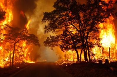 La Regione Puglia affida all'Arif l'azione di contrasto agli incendi