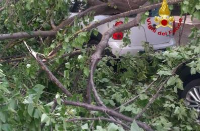 Lecce, un ramo di platano cade sulle auto: paura in piazzetta Verdi