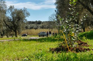 Piano di forestazione, in Basilicata aperti tutti i cantieri