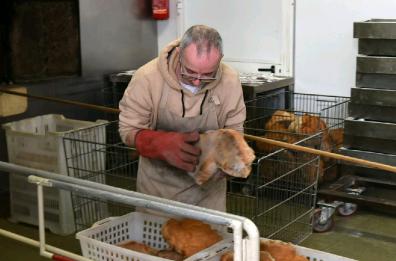 Matera città del pane, ma nessuno vuole più farlo