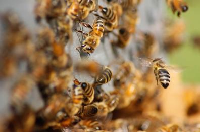 «3Bee Education», il progetto della start-up che protegge le api con la tecnologia