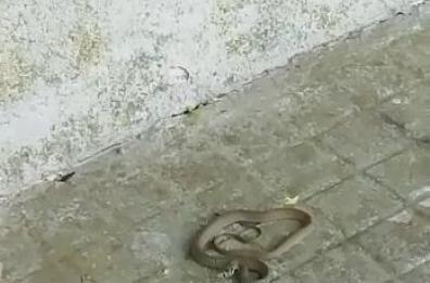 Lecce, un serpente a passeggio sul marciapiede: allarme tra i passanti