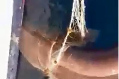Brindisi, squalo impigliato nella rete: i pescatori lo aiutano a liberarsi 