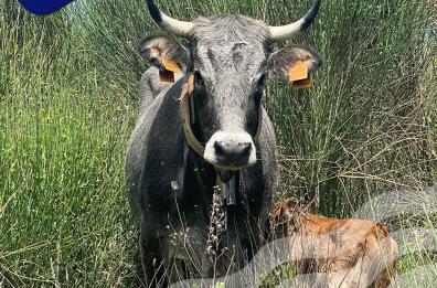 Podolica, a Laurenzana tutto pronto per l'asta dei torelli
